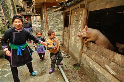 how many hogs farmers in china